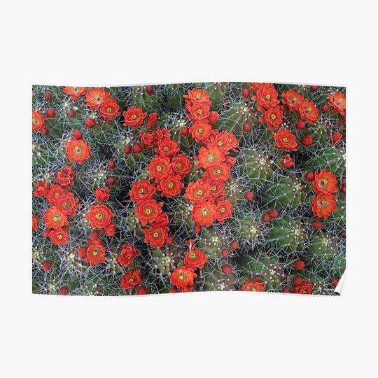 Discover Claret Cup Cactus Detail Of Flowers In Bloom Premium Matte Vertical Poster