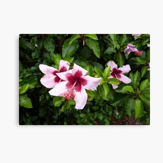 Discover Unusual Hibiscus with Deep Pink Throat. Botanic Gardens. C.B.D. Adelaide. Canvas