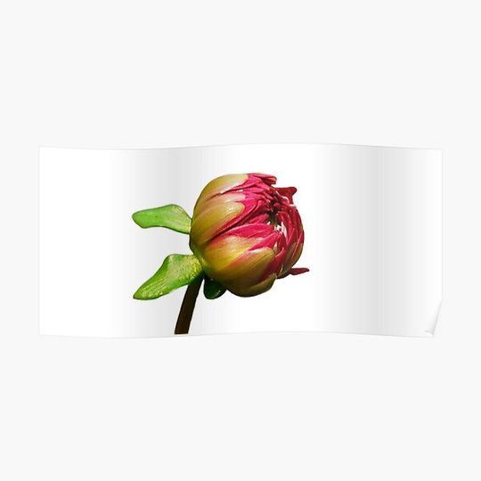 Discover Red Dahlia Flower bud Design and Sticker Premium Matte Vertical Poster