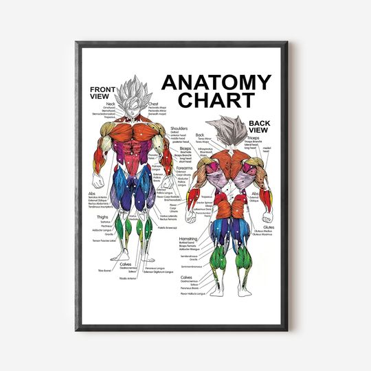 Discover Saiyan Anatomy Chart - Muscle Diagram - Anime Workout Classic . Premium Matte Vertical Poster