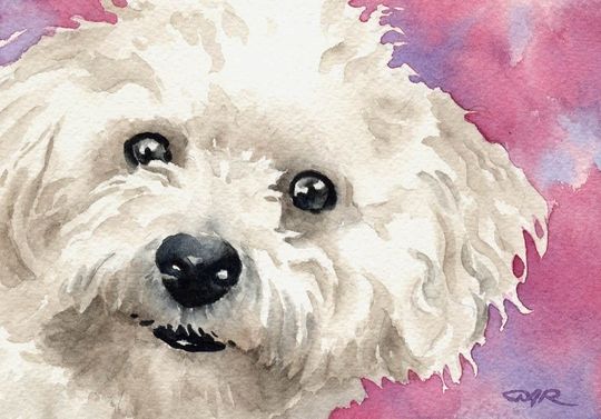 Discover BICHON FRISE Art Print by Watercolor Artist DJ Rogers