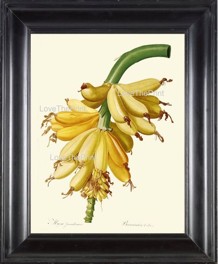 Discover BOTANICAL PRINT Redoute Flower  Botanical Art Print 272 Beautiful Banana Tropical Fruit Tree Branch Summer Garden Home Decor