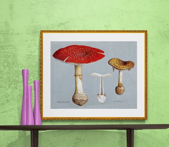Discover antique amanita muscaria mycology print fly agaric illustration DIGITAL DOWNLOAD