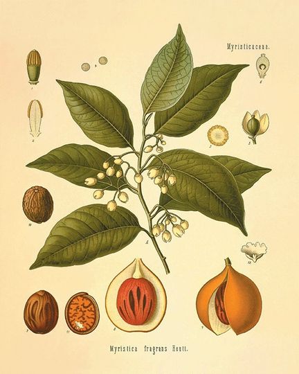 Discover Botanical Nutmeg Art Prints for Kitchen Decor