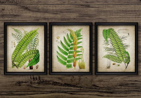 Discover Vintage Fern Wall Art Set of 3