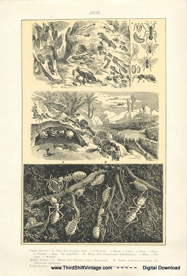 Discover Digital Download "Ants" Illustration (c.1900s) - Instant Download of Ants and Ant Hills, Illustrated Insects