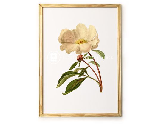 Discover Antique Botanical Print of White Flowers