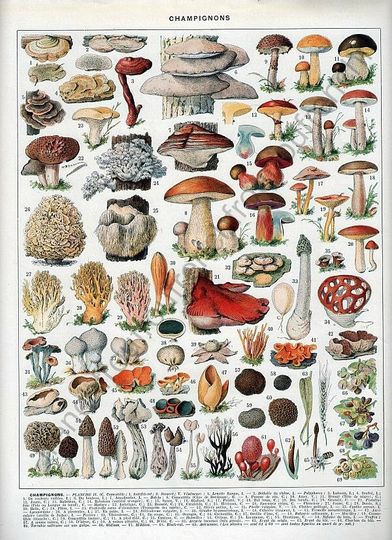 Discover vintage french illustration edible mushrooms print digital download