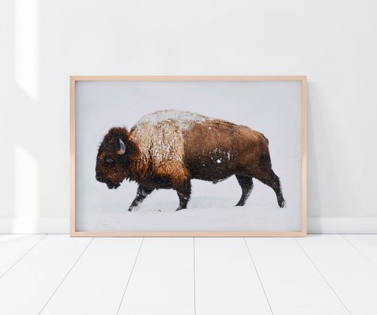 Discover Buffalo Bison Nursery Art Print