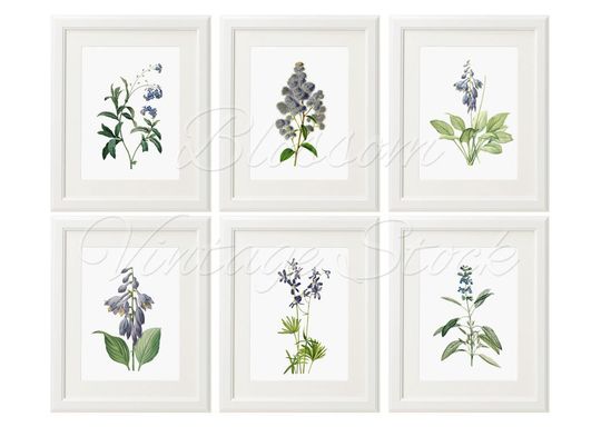 Discover Set of 6 Vintage Flower Prints - Floral Wall Art
