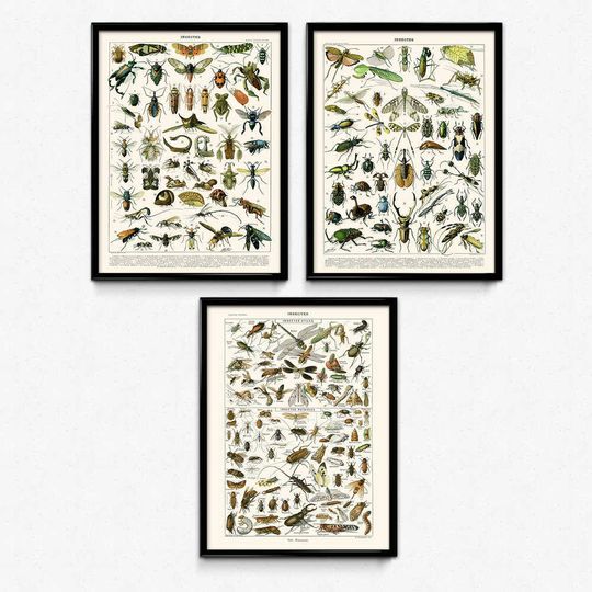 Discover Beautiful Insects Art Set - Office Decor Print