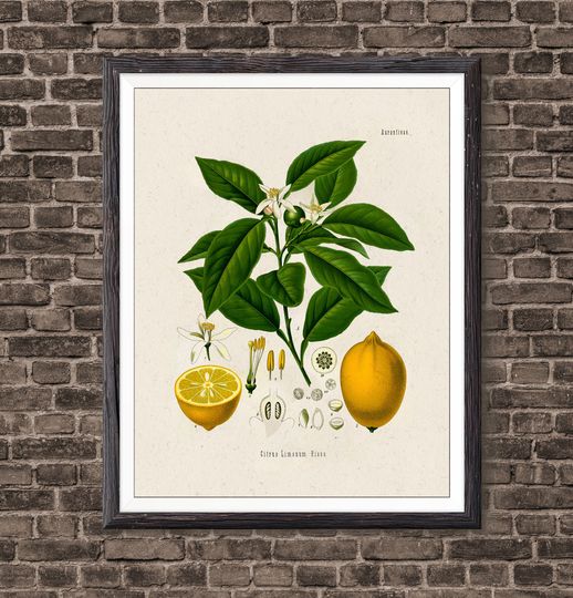 Discover Lemon Botanical Art Print, Vintage Botanical Home Decor, Lemon Poster, Kitchen Poster, Kitchen Illustration 1887, Giclee Print