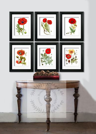 Discover Red Poppy Flowers Wall art set of 6 Unframed Medicinal Plant Drug Botanical Prints