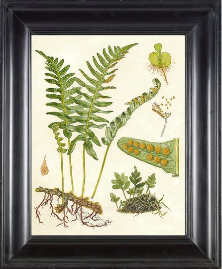 Discover FERN PRINT Lindman 8X10 Botanical Art Print 1 Antique Beautiful Green Fern Forest Summer Nature to Frame Home Decor