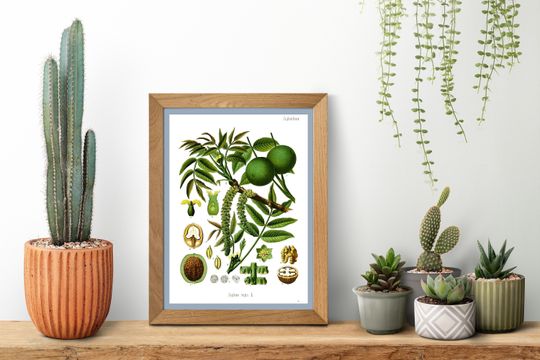 Discover English Walnut Botanical Print Illustration Kitchen Wall Art