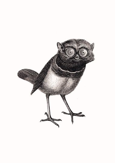 Discover Koboldmaki-Vogel
