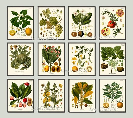 Discover Botanical Print Set of 12 Art  Antique Beautiful Lemon Pomegranate Orange Tropical Fruit Tree Spices Flowers Home Room Wall Decor KOH