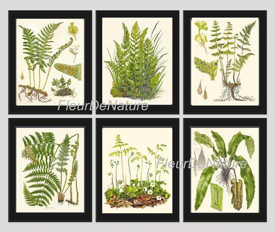 Discover FERN Print SET of 6 Botanical Art Print 8X10 Lindman Antique Green Ferns Roots Chart Forest Summer Plant Nature to Frame Home Decor Garden