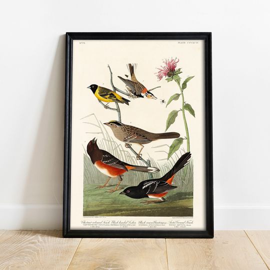 Discover Antique Bird Collection Print - Vintage Wall Art