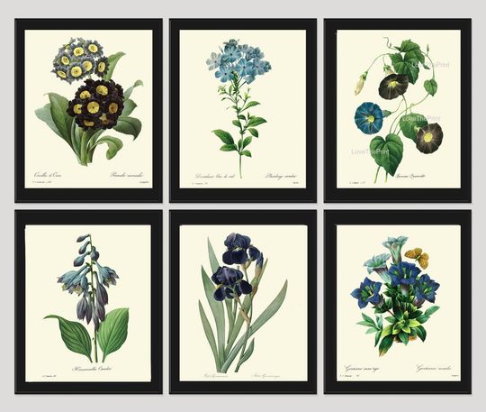 Discover Botanical PRINT SET of 6 Art Redoute Beautiful Blue Flowers Iris Butterfly Antique Illustration to Frame Home Wall Art Decoration to Frame