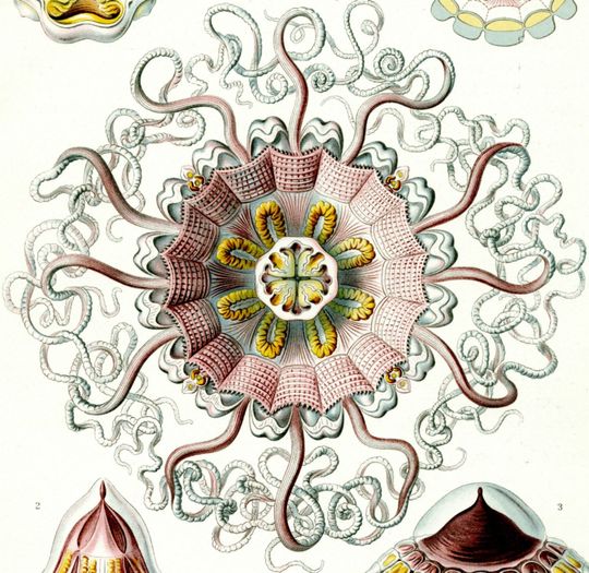 Discover Medusa Jellyfish Drawing for Science Art