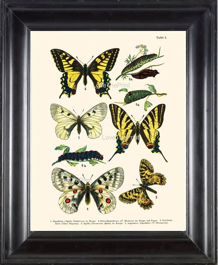 Discover EUROPEAN BUTTERFLY PRINT  Botanical Art Print 3 Beautiful Butterflies Raupe Apollo Caterpillar Spring Summer Garden to Frame