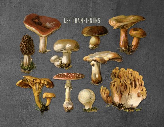 Discover Botanical Mushroom Print | Fungi Art for Kitchen Decor