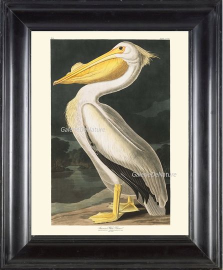 Discover AUDUBON BIRD PRINT 8X10 Art 3 American White Pelican Antique Beautiful Large Bird Sea Ocean Nature Home Wall Decor Interior Design to Frame
