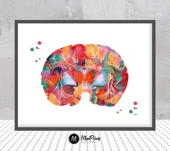 Discover Brain anatomy watercolor print human Brain section poster basal ganglia and thalamic nuclei neurology anatomy art illustration