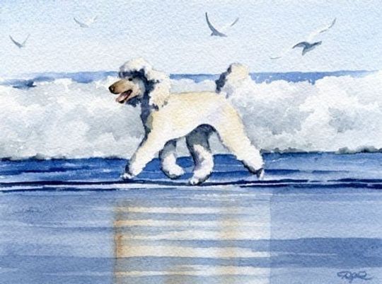 Discover White Poodle Art Print "WHITE POODLE At The BEACH" by Artist D J Rogers