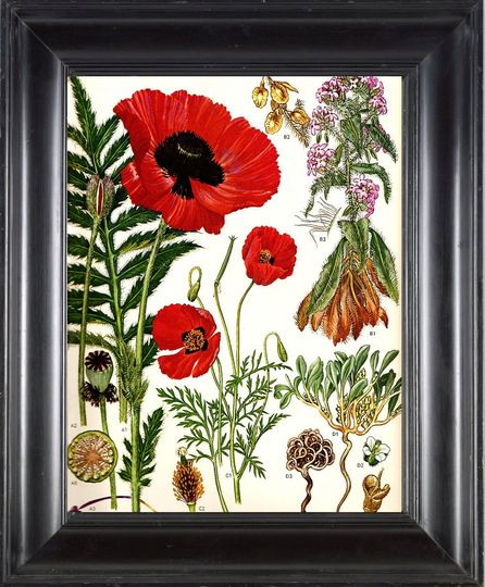 Discover BOTANICAL PRINT Red Poppy 8x10 Botanical Art Print 1 Beautiful Red Poppy Country Nature Spring Simmer Garden Plant to Frame Interior Design