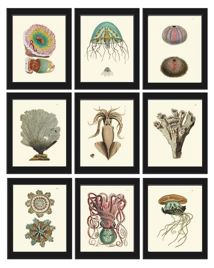 Discover Corals Coral Prints Wall Decor Art Set of 9 Beautiful Antique Vintage Aqua Turquoise Sea Ocean Marine Nautical Home Room Decor to Frame NS