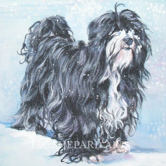Discover TIBETAN TERRIER dog art canvas PRINT of LAShepard dog painting 8x8