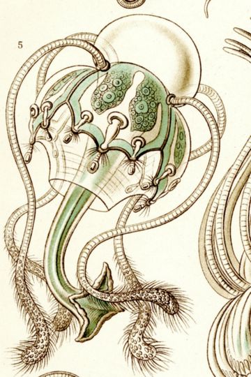Discover Haeckel's Medusa Jellyfish Drawing Art