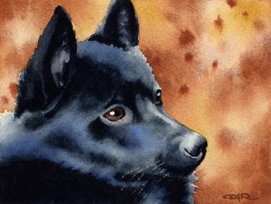Discover SCHIPPERKE Dog Art Print by Artist DJ Rogers