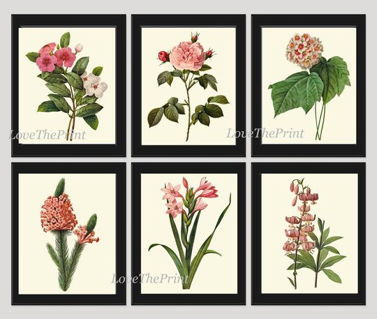 Discover Botanical Print Set of 6 Art  Redoute Antique Beautiful Flowers Pink Coral Laurier Rose Snowball Periwinkle Gladiolus Home Wall Decor