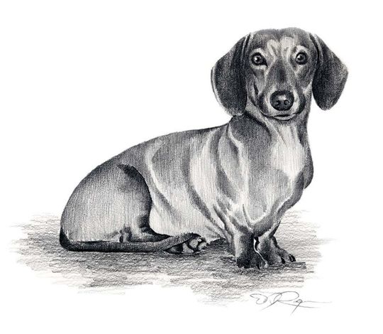 Discover DACHSHUND Dog Art Print by Artist DJ Rogers