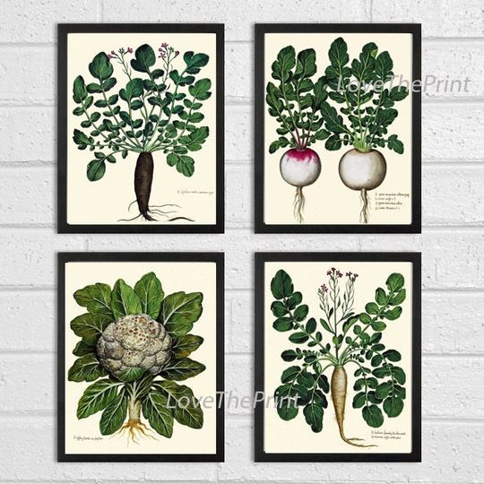 Discover BOTANICAL Print SET of 4 Art Print  Aldrovandi Antique French Garden Vegetable Plants Spring Summer Vintage Room Wall Home Room Decor