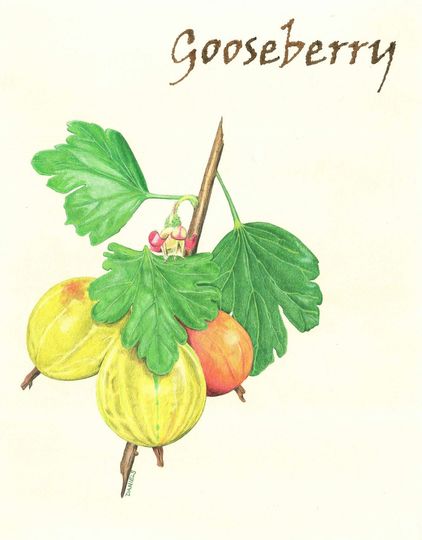 Discover Gooseberry Print, Kitchen Art, Greenery Print, Gooseberry, Fruit Art