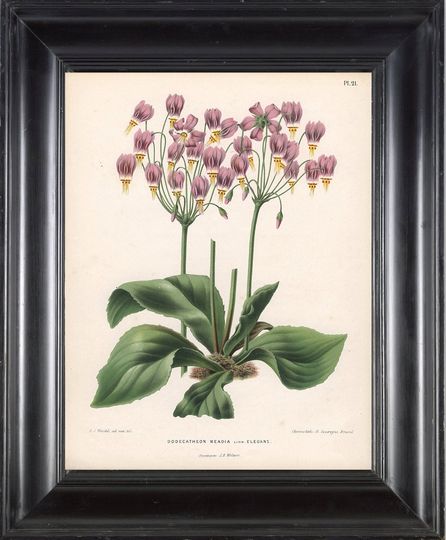 Discover BOTANICAL PRINT WITTE 8x10 Botanical Art Print 6 Shooting Star Pink Flowers Beautiful Green Leaf Ivory Background to Frame