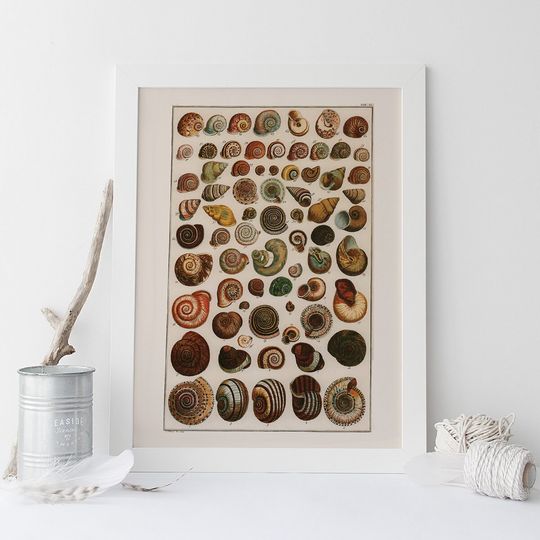 Discover Antique Nautical Seashell Art Print - Vintage Decor
