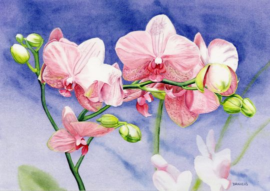 Discover Orchids, Floral Watercolor, Orchid Watercolor