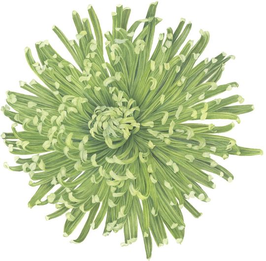 Discover Chrysanthemum Watercolor Painting, Chrysanthemum Flower Print, Botanical Flower, Art by Sally Jacobs, Green, Spider Mum Flower