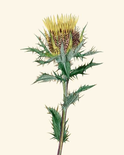 Discover Vintage Thistle Print - Botanical Art for Garden Lovers