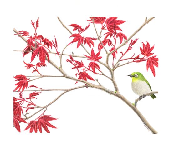 Discover Japanese Maple and White-Eyed Warbler Giclee Print Limited and Open Editions