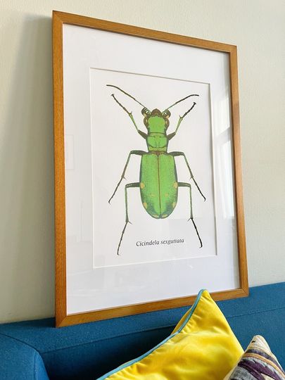 Discover Botanical illustration, insect, beetle, decoration, 6-color silkscreen & metal leaf in passepartout, unique piece with signature+certificate