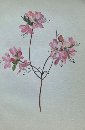 Discover Pinkshell azalea from 'ornamental shrubs' 1978 original vintage print