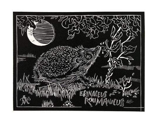 Discover Hedgehog - Erinaceus Roumanicus