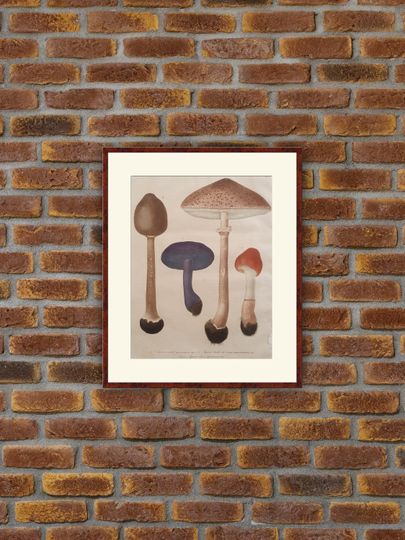 Discover Hand-Colored Mushrooms Engraving - Vintage Art