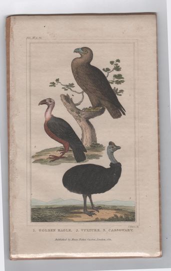 Discover Antique Hand Coloured Bird Print 1822